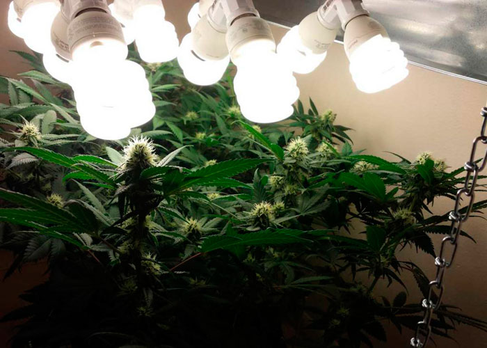 Как вырастить каннабис в помещении: пошаговое руководство для начинающих Как вырастить каннабис в помещении: пошаговое руководство для начинающих