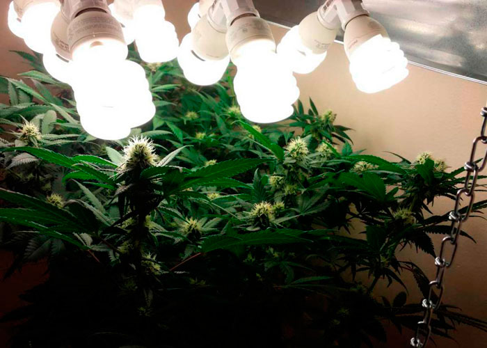 Как вырастить марихуану Как вырастить марихуану