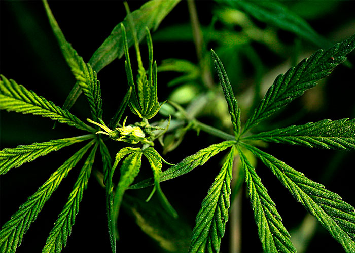 Как выявить каннабис-гермафродит? Как выявить каннабис-гермафродит?