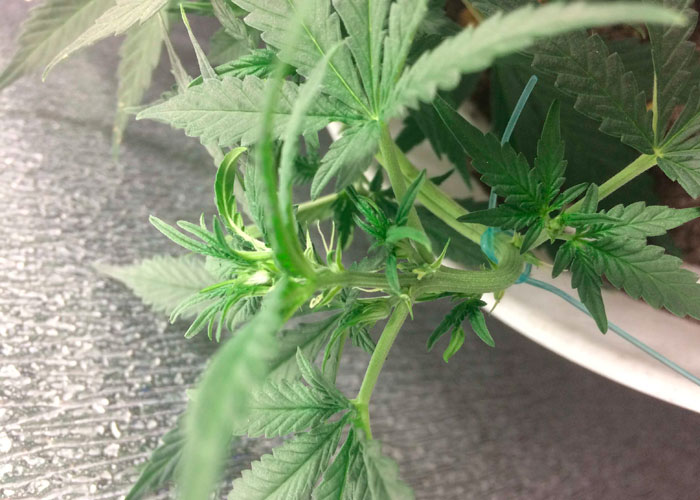 гермафродит гермафродит