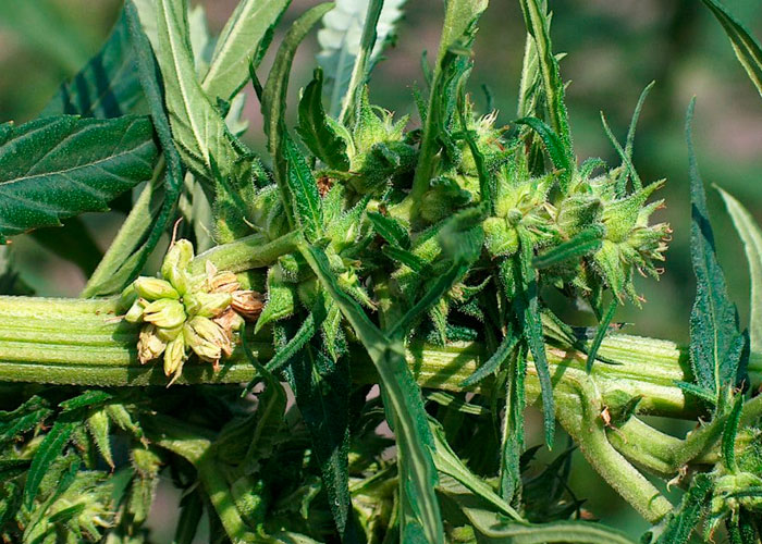 Что делать, если в боксе появился каннабис-гермафродит? Что делать, если в боксе появился каннабис-гермафродит?
