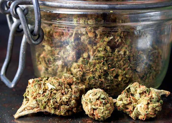 Сбор, сушка и пролечка марихуаны Сбор, сушка и пролечка марихуаны