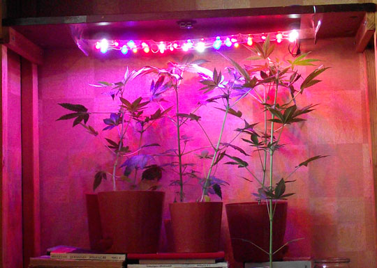 Зачем конопле искусственный свет Зачем конопле искусственный свет