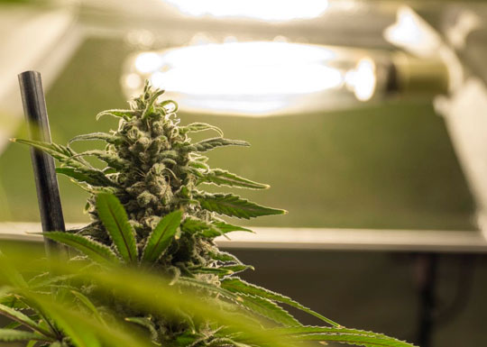 Фотопериод конопли Фотопериод конопли