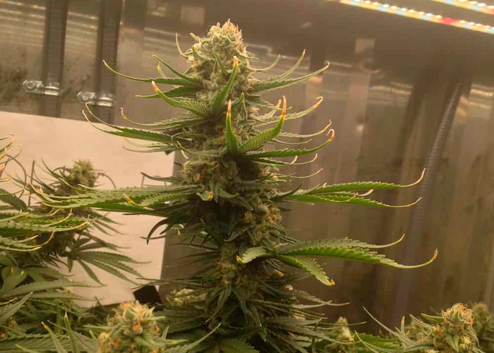 Стадия цветения Стадия цветения