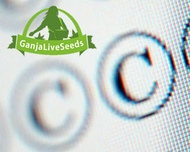 Копирование материалов GanjaLiveSeeds Копирование материалов GanjaLiveSeeds
