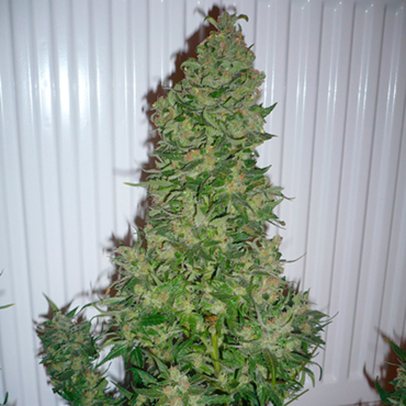 Семена конопли Auto AK fem Семена конопли Auto AK fem