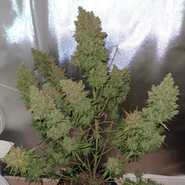 Семена конопли Auto Blueberry fem