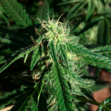 Семена конопли Auto Haze fem