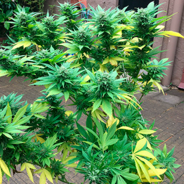 Семена конопли Durban Poison Семена конопли Durban Poison