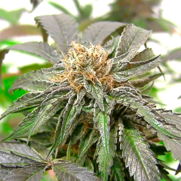 Семена конопли Purple Kush fem Семена конопли Purple Kush fem