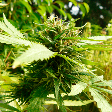 Семена конопли Exodus Cheese fem Семена конопли Exodus Cheese fem