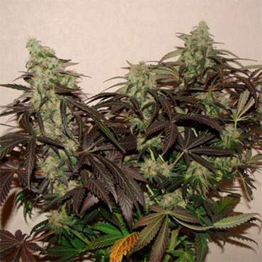 Семена конопли Auto Lavender fem Семена конопли Auto Lavender fem