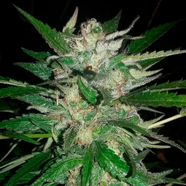 Семена конопли Auto Moscow fem Семена конопли Auto Moscow fem