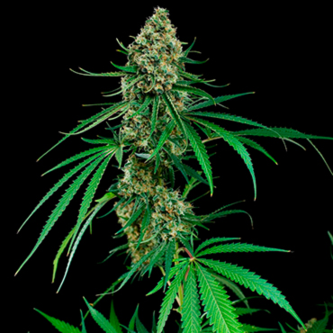 Auto Critical fem Auto Critical fem