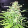 где заказать семена конопли Auto Mango feminised Ganja Live Seeds