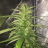 заказать качественные семена конопли Auto Mango feminised Ganja Live Seeds