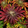 семена конопли почтой Auto Mintz feminised Ganja Seeds