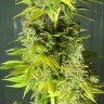 семена конопли интернете Auto Orange feminised Ganja Seeds