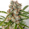 семена конопли наложенным Auto Orange feminised Ganja Seeds