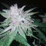 заказать семена конопли Украина  Cool Rasta feminised