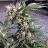 хорошие семена конопли Auto Mazar feminised Ganja Live Seeds
