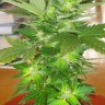 семена конопли для посадки купить Auto​ Easy Ryder feminised Ganja Seeds