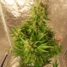 семена конопли курьером Auto​ Easy Ryder feminised Ganja Seeds