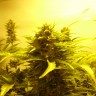 семена конопли элитных сортов Auto​ Easy Ryder feminised Ganja Seeds