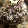Семена каннабиса Auto Killer Kush feminised Ganja Seeds