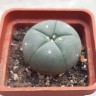 Купить семена лофофоры Lophophora williamsii