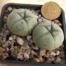  Качественные семена Lophophora williamsii