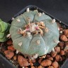Семена лофофоры Уильямса Lophophora williamsii