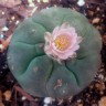 Недорогие семена кактуса Lophophora williamsii