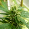 Недорогие семена конопли Exodus Cheese feminised GanjaLiveSeeds