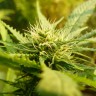 Качественные семена конопли Exodus Cheese feminised GanjaLiveSeeds