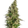 семена конопли москва Auto Panama Lime feminised Ganja Seeds