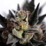 где купить семена конопли Auto Panama Lime feminised Ganja Seeds