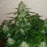 семена конопли Украина Auto Nefertiti feminised Ganja Live Seeds