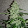 заказ семян конопли Киев Auto Nefertiti feminised Ganja Live Seeds