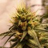 семена конопли цена Auto Pineapple Chunk feminised Ganja Seeds