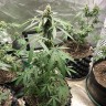 где заказать семена конопли Auto New York City feminised Ganja Live Seeds