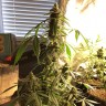 семена конопли элитных сортов Auto New York City feminised Ganja Live Seeds