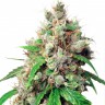 Семена конопли Auto Euphoria feminised GanjaLiveSeeds