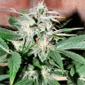 Семена марихуаны Auto Euphoria feminised GanjaLiveSeeds