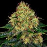 семена конопли наложенным платежом Auto Skywalker feminised Ganja Seeds