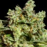 семена конопли недорого Auto Skywalker feminised Ganja Seeds