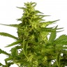 Качественные семена конопли Auto Critical Hog feminised Ganja Seeds