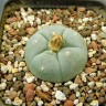Купить семена Lophophora williamsii SB 854