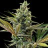 семенам конопли Auto Super Lemon Haze CBD feminised Ganja Seeds
